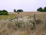 Small white flowers